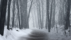 Trees digital Art nature