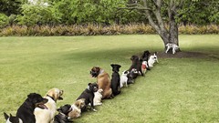 Trees Dogs advertisement Parks artwork Viral Purina