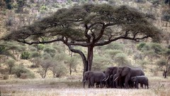 Trees elephants