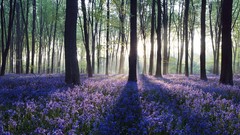 Trees England panorama United Kingdom sunlight bluebells 