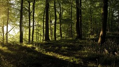 Trees England panorama United Kingdom sunlight forests