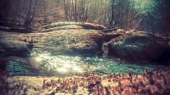 Trees eternity rivers forests