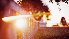 Trees fences bokeh sunlight depth of field sun flare