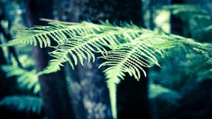 Trees Ferns forests blurred background depth of field