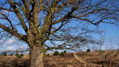 Trees fields