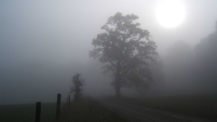 Trees fields fog mist