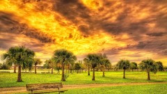 Trees fields HDR Photography
