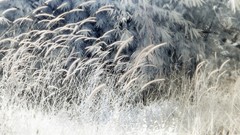 Trees fields infrared