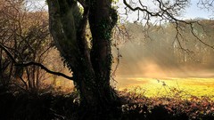 Trees fields outdoors sunlight