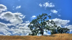 Trees fields skyscapes