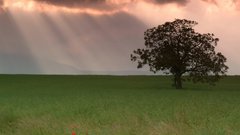 Trees fields skyscapes nature