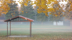 Trees fields weather fog