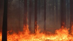 Trees fire burning forests