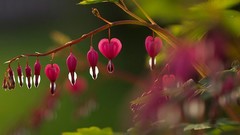 Trees Flowers branches Bleeding