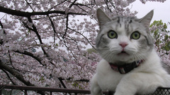 Trees Flowers cats