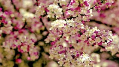 Trees Flowers depth of