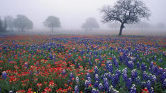 Trees Flowers fields mist