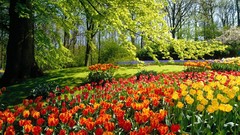 Trees Flowers forests