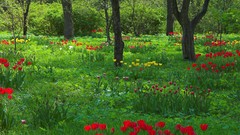 Trees Flowers grass Garden