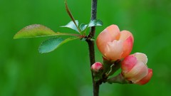 Trees Flowers nature Plants