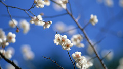 Trees Flowers Plants
