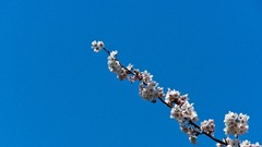 Trees Flowers Plants nature