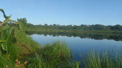 Trees Flowers river grass