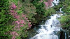 Trees Flowers waterfalls