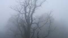 Trees fog