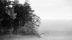 Trees fog grayscale