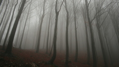 Trees fog mist woods