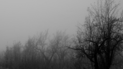 Trees fog monochrome