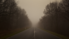 Trees fog roads