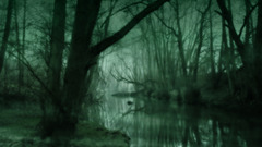 Trees fog swamps