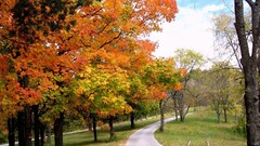 Trees forest fall outdoors leaves