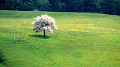 Trees forest grass nature