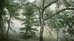 Trees forest grass woods