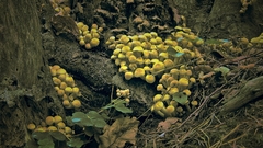 Trees forest mushrooms nature