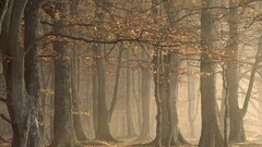 Trees forest nature fall Beige