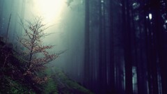 Trees forest nature mist outdoors Plants