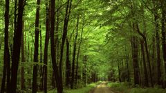 Trees forest roads nature