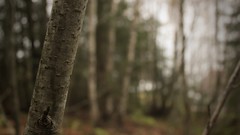 Trees forests backgrounds depth