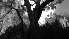 Trees forests Black Metal grayscale album covers Cicadan
