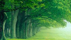 Trees forests fields