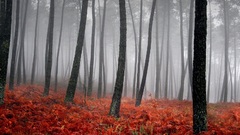 Trees forests fog