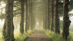 Trees forests fog mist