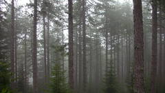 Trees forests fog mist