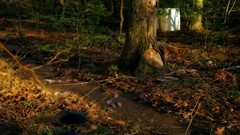 Trees forests grass waterfalls