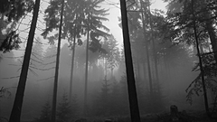 Trees forests grayscale
