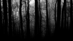 Trees forests grayscale